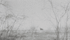 CHN_NEG_HAHN_img_043211_thumb.gif