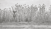 CHN_NEG_HAHN_img_043246_thumb.gif