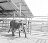 ONR_ROFI_60_DMP_31563_img_001563_thumb.gif
