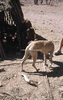 NAN_SL_KAOKO_img_036074_thumb.gif