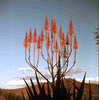 ONR_SLI_VARIOUS_img.037216_thumb.gif