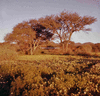 ONR_SLI_VARIOUS_img.037239_thumb.gif