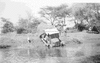 NAN_NEG_FLOODS_img_038149_thumb.gif