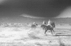 ONR_L-0977-47_30275_img_000275_thumb.gif