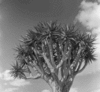 roth_nied-sachs_img_035443_thumb.gif