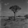 roth_nied-sachs_img_035444_thumb.gif
