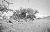 ONR_L-1280-51_30958_img_000958_thumb.gif