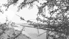 ONR_PRI_EGB_img_034479_thumb.gif