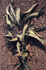 NAN_SL_KAOKO_img_036247_thumb.gif
