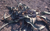 NAN_SL_KAOKO_img_036248_thumb.gif
