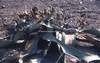 NAN_SL_KAOKO_img_036249_thumb.gif