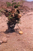 NAN_SL_KAOKO_img_036298_thumb.gif