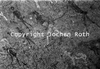 roth_kaoko_img_035318_thumb.gif