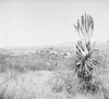 roth_gen_whk_31166_img_001166_thumb.gif