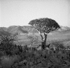 roth_gen_whk_31187_img_001187_thumb.gif