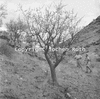 roth_namib_img_035236_thumb.gif
