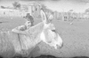 ONR_L-1248A-50_30559_img_000559_thumb.gif