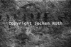 roth_kaoko_img_035319_thumb.gif