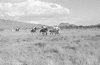 ONR_L-1280-51_30985_img_000985_thumb.gif