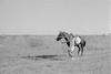 ONR_L-1146-49_30355_img_000355_thumb.gif