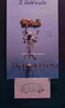 ONR_NEG_NSC_img_037785_thumb.gif