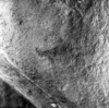 roth_brandberg_img_035500_thumb.gif
