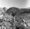 roth_brandberg_img_035502_thumb.gif