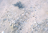 NAN_SLI_SCHOEDDER_img_042081_thumb.gif