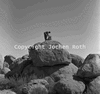 roth_brandberg_img_035215_thumb.gif