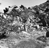 roth_brandberg_img_035218_thumb.gif