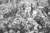 ONR_NEG_NSC_img_037658_thumb.gif