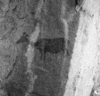 roth_brandberg_img_035517_thumb.gif