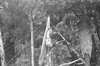 ONR_L-1269-51_30803_img_000803_thumb.gif