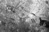 roth_brandberg_img_035428_thumb.gif