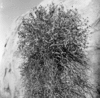 roth_brandberg_img_035529_thumb.gif