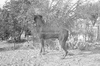 ONR_L-1167-49_30883_img_000883_thumb.gif