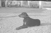 ONR_L-1167-49_30884_img_000884_thumb.gif