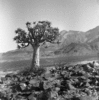 roth_brandberg_img_035533_thumb.gif