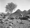 roth_brandberg_img_035537_thumb.gif