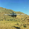 roth_brandberg_img_035249_thumb.gif