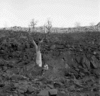 roth_brandberg_img_035548_thumb.gif