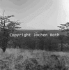 roth_kaoko_img_035273_thumb.gif