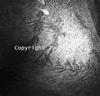 roth_brandberg_img_035158_thumb.gif
