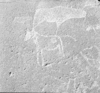roth_brandberg_img_035551_thumb.gif