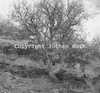 roth_namib_img_035231_thumb.gif