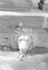 NAN_NEG_SCHOEDDER_img_040960_thumb.gif