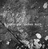 roth_brandberg_img_035164_thumb.gif