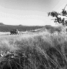 roth_brandberg_img_035264_thumb.gif