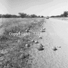 roth_brandberg_img_035266_thumb.gif
