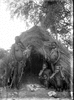NAN_NEG_VARIOUS_img_037497_thumb.gif